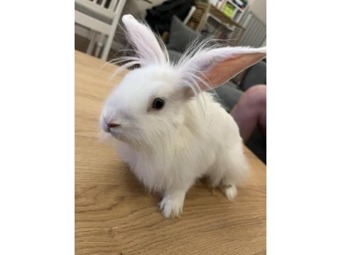 Mini Lop Tavşan 6 Ocak 2026 Doğumlu