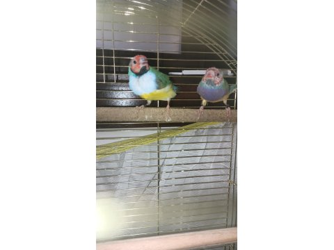 2 Erkek Toplu Veya Ayrı İspinoz