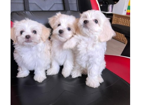 Sevimli Maltese Minikler