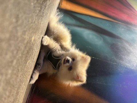 Hera 6 Aylık Pomeranian