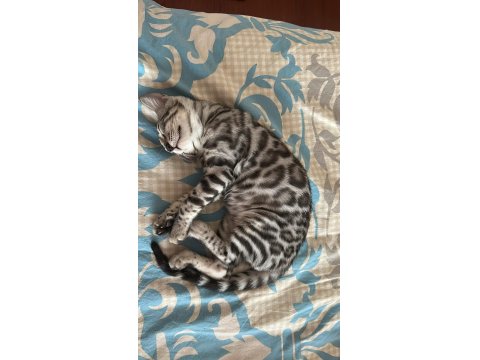 Orijinal Bengal Kediler