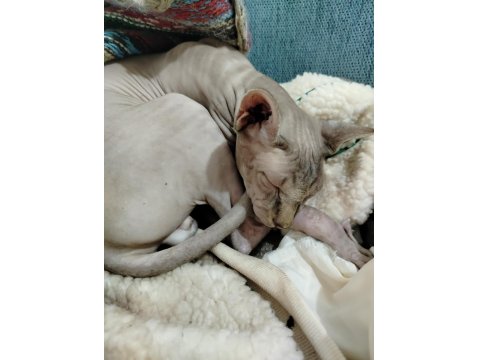 Sevimli Bıtık Sfenks Kedimiz