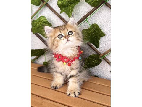 Dişi Golden British Pofuduğum Uygun