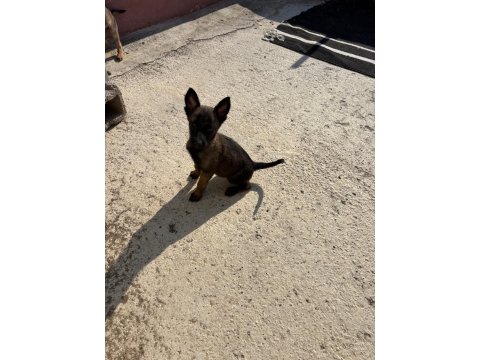 A Kalite Maskeli Belçika Kurdu