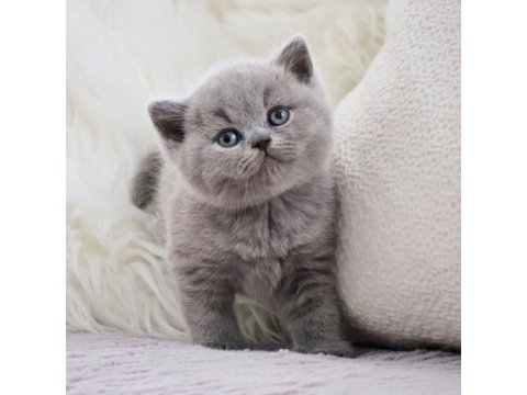Vazgeçilmez Gri British Shorthair Yavrumuz