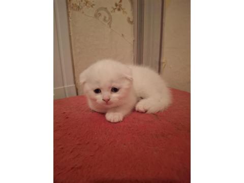 Mutlu Sağlıklı Safkan Scottish Fold Bebekler Yeni Ailelerine Hazırlar