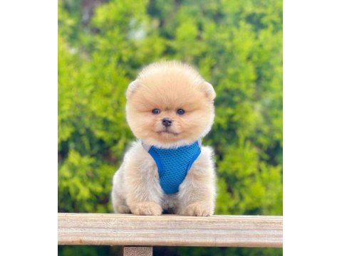 Safkan Cins Pomeranian Boo Yavrular