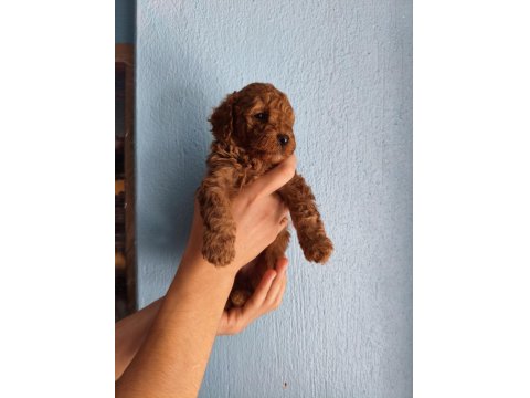 Toy Poodle Köpeğimiz