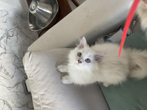 Safkan Atalardan Point British Longhair Yavrular