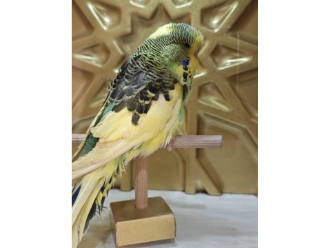 Show Erkek Dişi Muhabbet Kuşlarımız