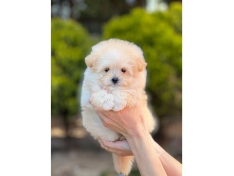 Kop Kore Maltipoo