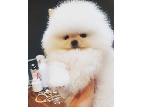 Teddy Bear Pomeranian Yavruları
