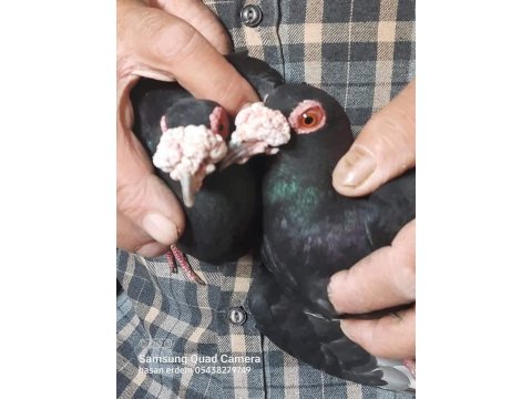 Sivas Keşlisi Güvercinler