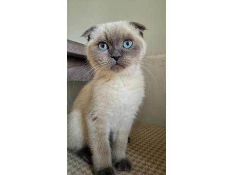 Dünya Güzeli Scottish Blue Point Kedimiz Sora