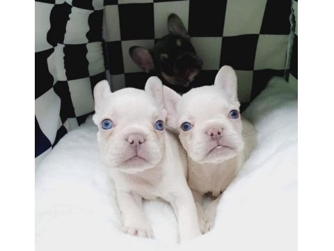 Egzotik French Bulldog Yavrular