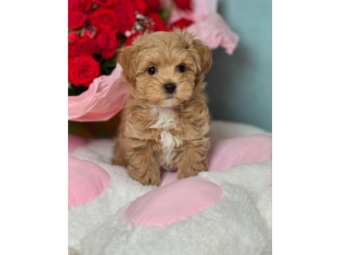 Mini Mini Maltipoo Teacup