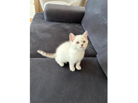 2 Aylık British Shorthair Kedisi