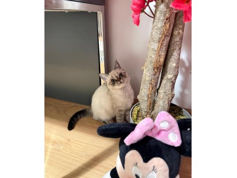 Dişi British Blue Point