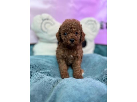 Red Brown Toy Poodle Bebekler