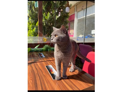 1 Yaşında Erkek Bal Göz British Shorthair