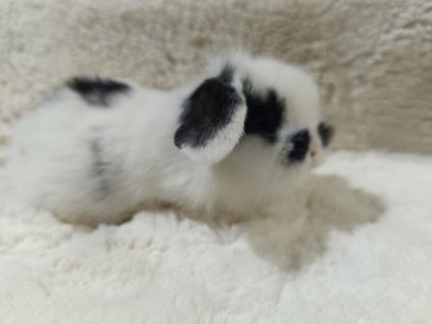 Yavru Hollanda Lop Ve Cüce Tavşan