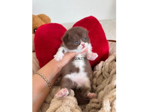 Cinnamon Chocolate Bicolour Bebek Kedilerimiz