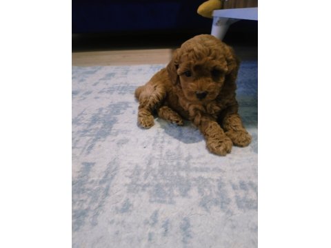 54 Günlük Toy Poodle Yavrularım Son 1 Dişi Kaldı