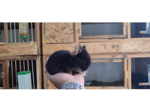 Hollanda Cüce Tavşanı (Netharlend Dwarf)