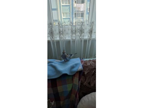 1 Yaşında Erkek Sultan Papağanı