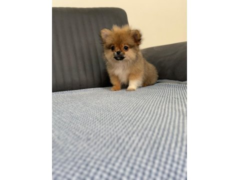 Pomeranian Bebeklerimiz Yuvasını Arıyor