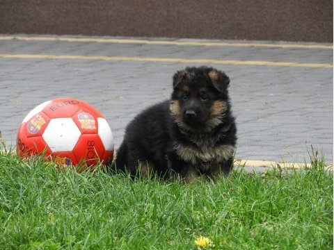 Alman Çoban Köpeği Yavruları