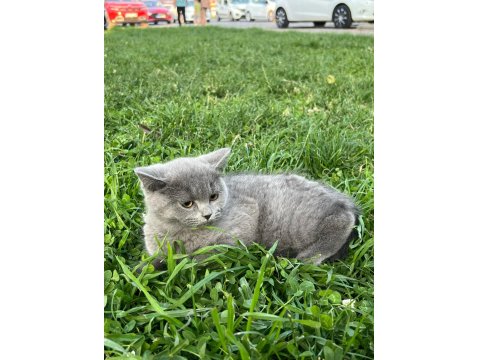 Güzeller Güzeli Bebiş Kediler