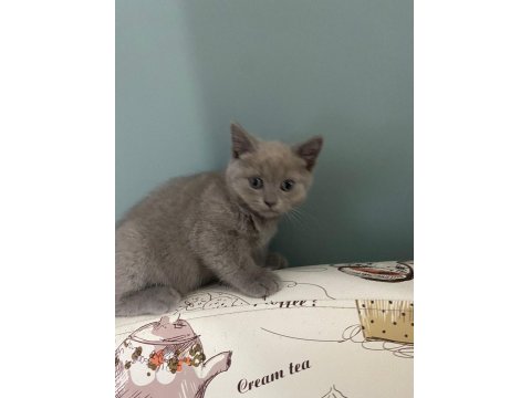 British Shorthair Yavrularımız Yeni Yuvalarını Arıyor