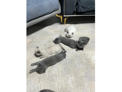 2 Aylık British Shorthair Yavrular