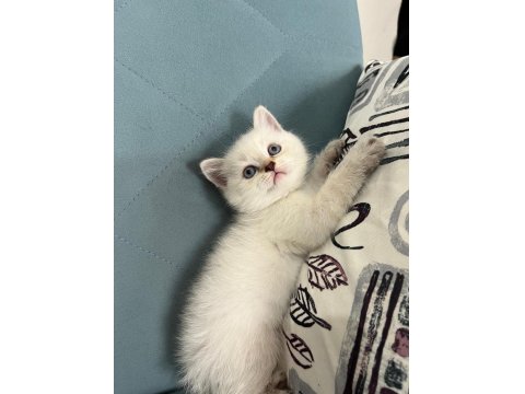 Blue Point Boncuk Gözlü Bir British Prenses