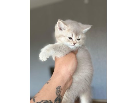 Yavrumuz Yeni Yuvasını Arıyor Ayı Surat British Yavrular