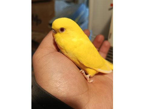 Rainbow Yerli Muhabbet Kuşu Yavrular