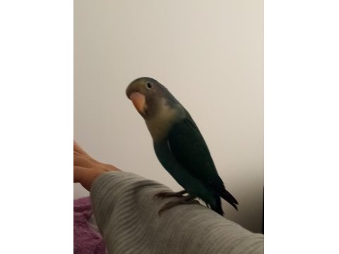 2 Tane Sevda Papağanı