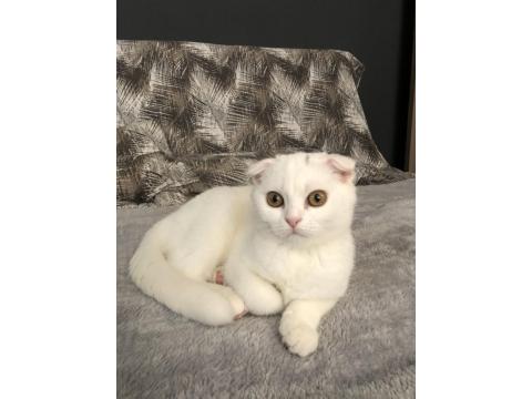 Kar Topu Dost Scottish Fold