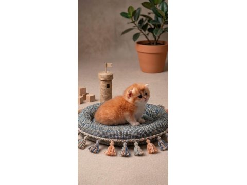 British Shorthair Golden Yavrular Şecereli Üst Kalite