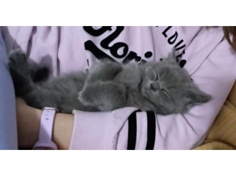 Oyuncu Erkek Scottish Yavrumuz Ücretsiz Sahiplendirilecektir