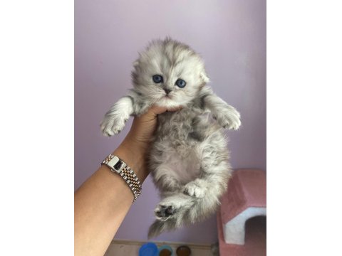Full Şecereli Babadan Scottish Longhair