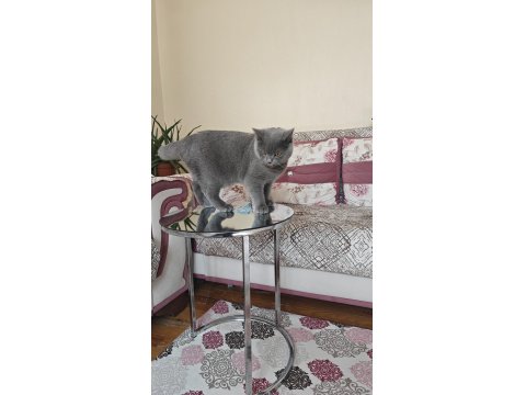 Safkan British Shorthair