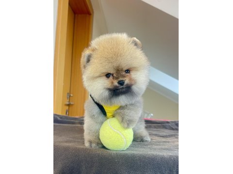 Ayı Surat Pomeranian Boo Yavrularımız