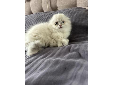 Bayram Şekerleri Kediler (Redpoint Ve Golden Point)