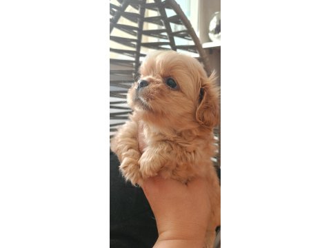 40 Günlük Pekinez Köpeği