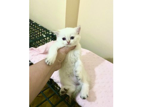 Bembeyaz Mavi Gözlü British Shorthair Kız