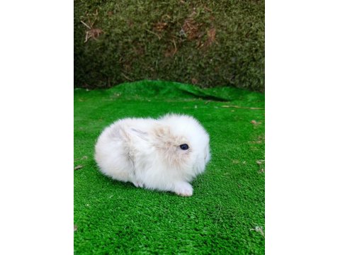 Hollanda Teddy Lop Tavşan Yavruları Gönderim Var