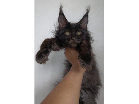 Harika Sağlıklı Yavru Maine Coon Kedimiz