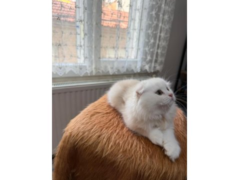 Scottish Fold Longhair Oyuncu Uysal